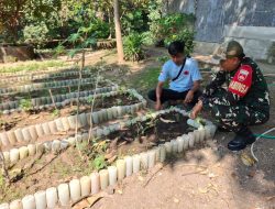 Dukung Swasembada Pangan, Babinsa Danukusuman Dampingi Petani Panen Padi dan Rawat Kebun Cabai di Tanggul